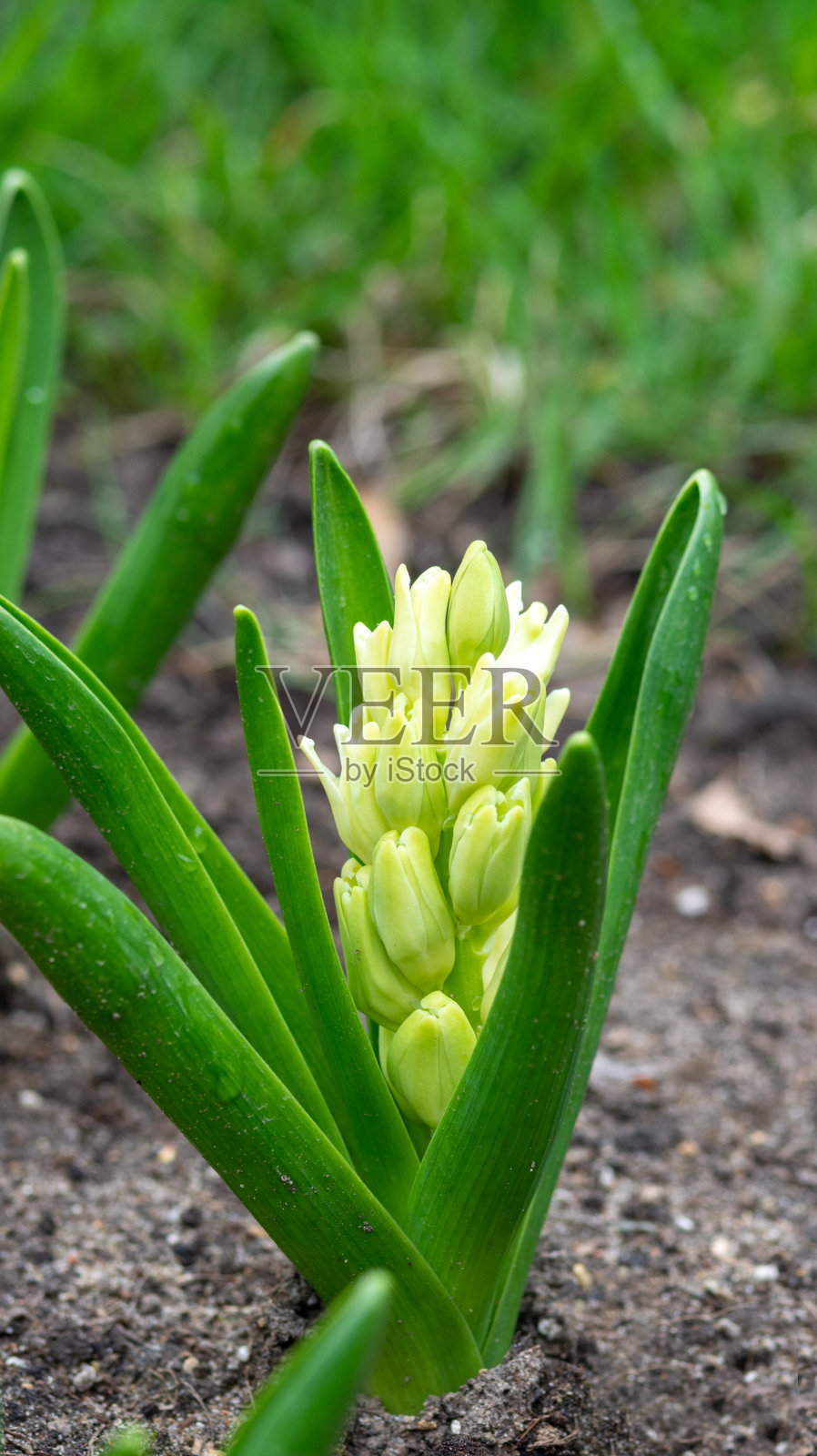 花坛上的风信子特写照片摄影图片
