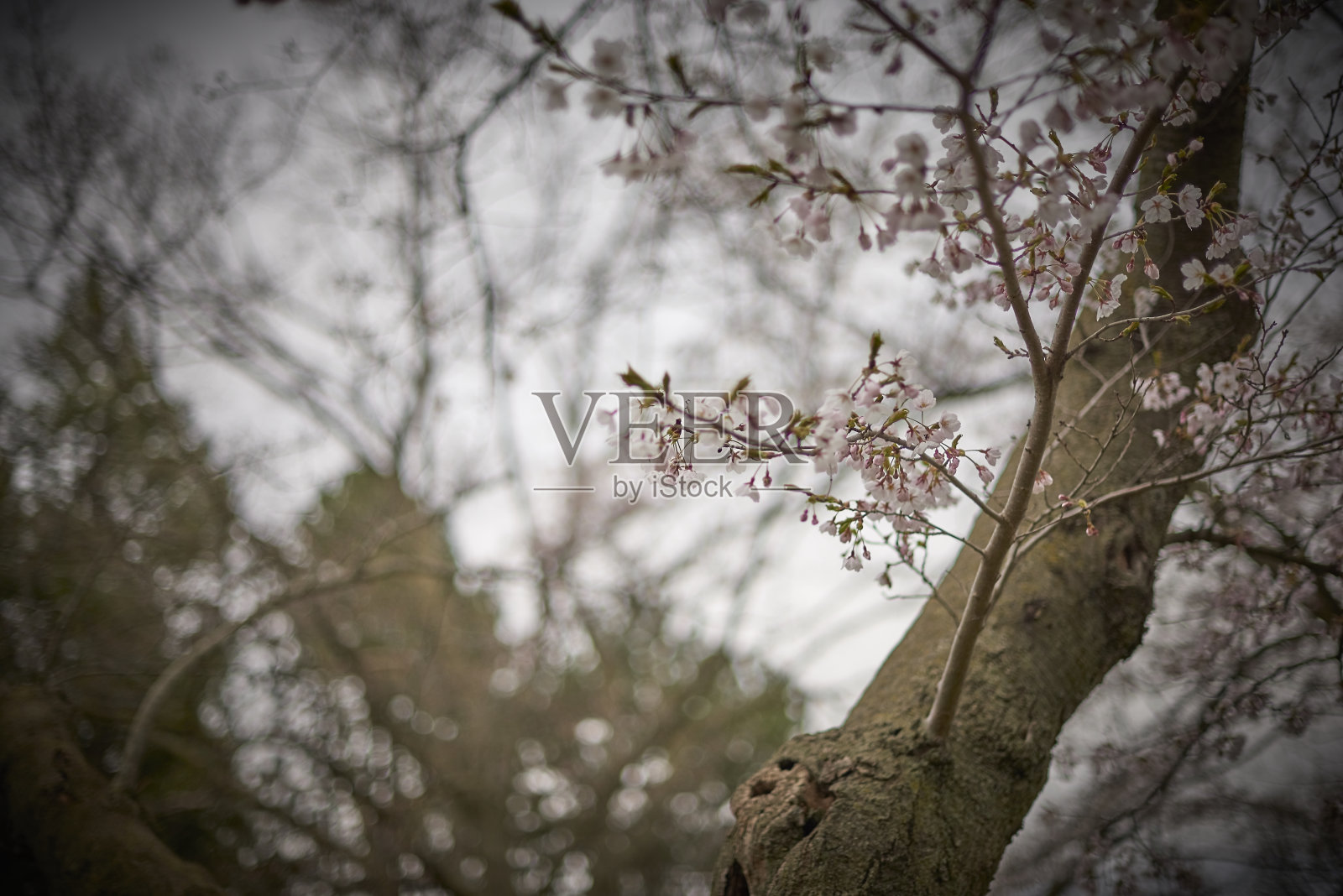 樱花照片摄影图片