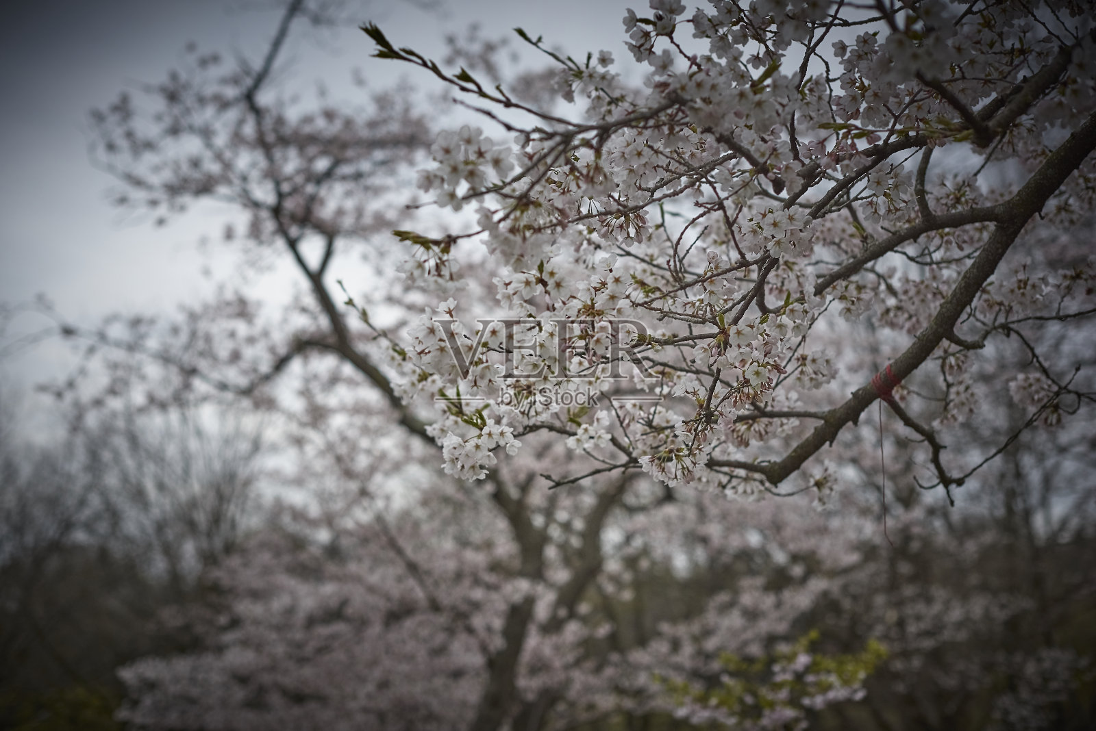樱花照片摄影图片