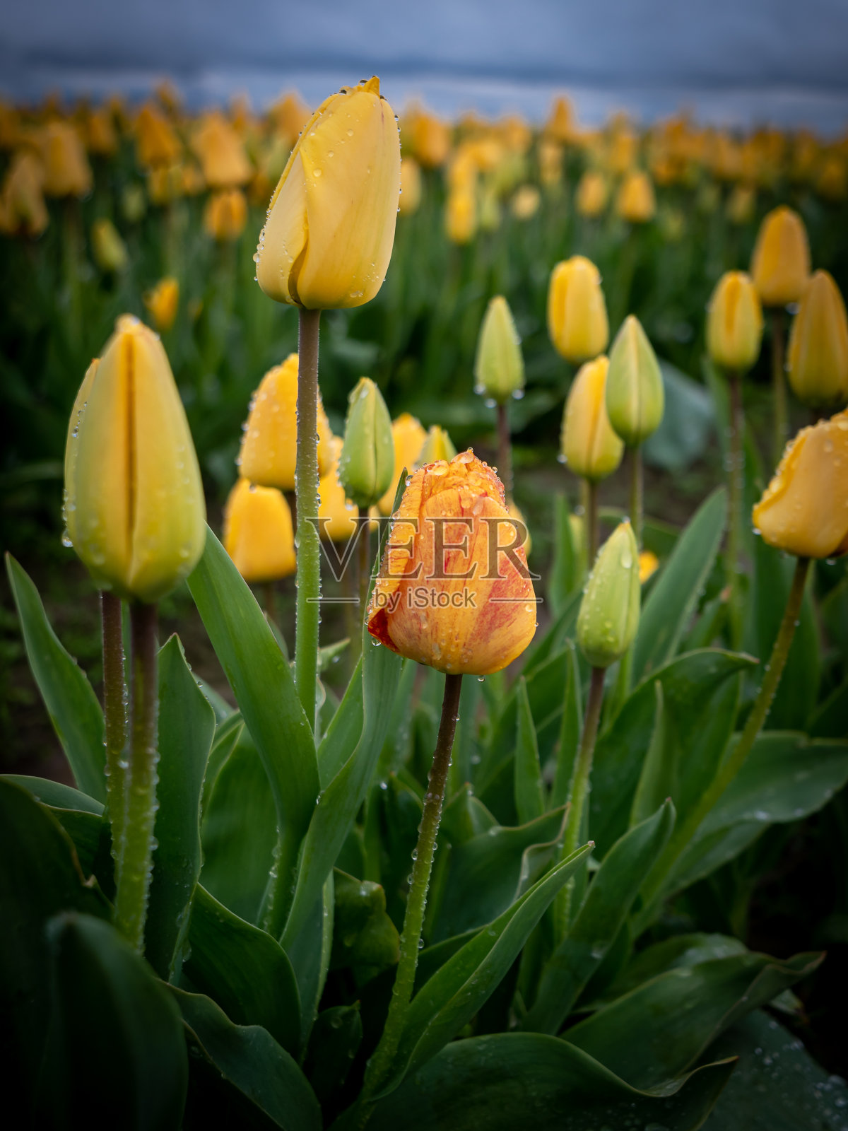 斯卡吉特谷 2022 3照片摄影图片