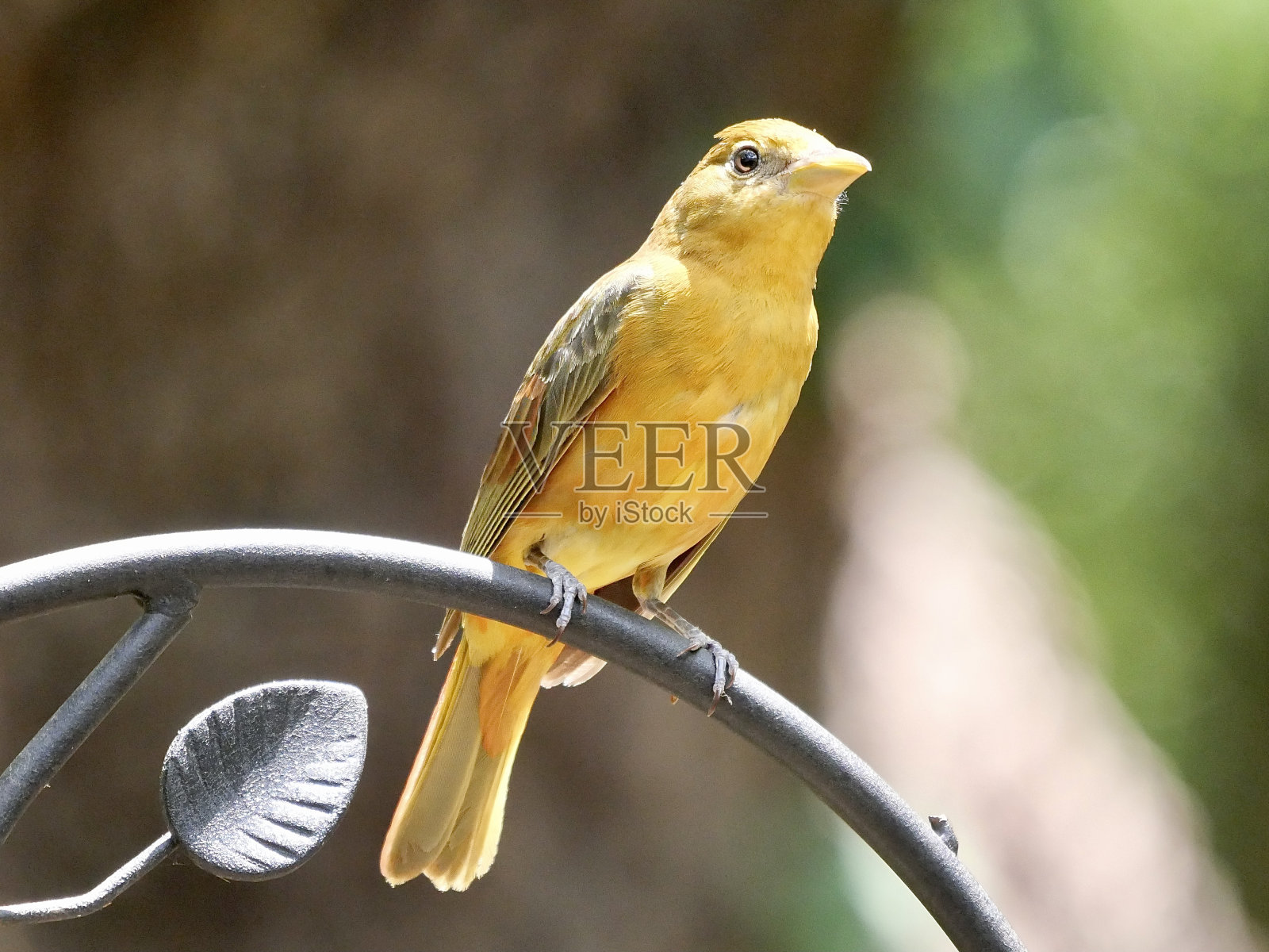 女性夏天唐纳雀照片摄影图片