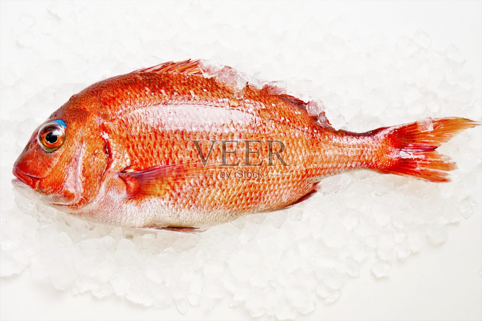 红鲷胸鳍和腹部向上照片摄影图片