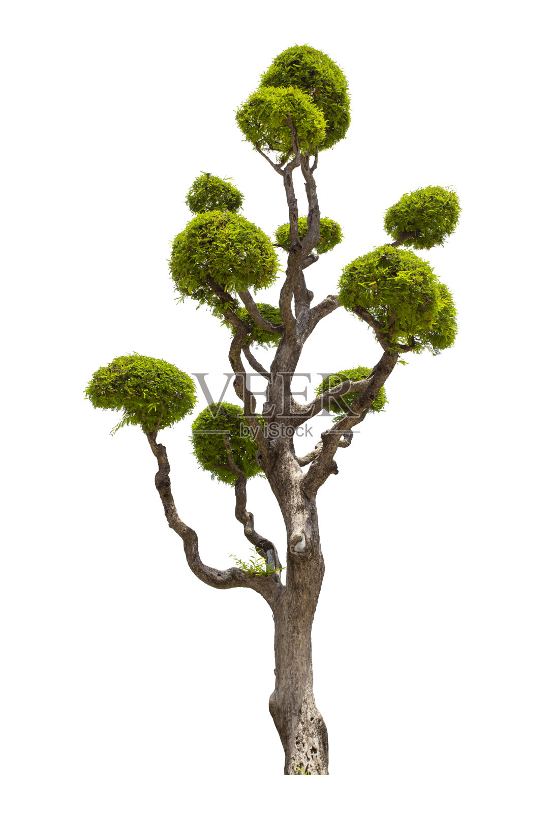 在白色背景上孤立的具有剪切路径的矮枝照片摄影图片