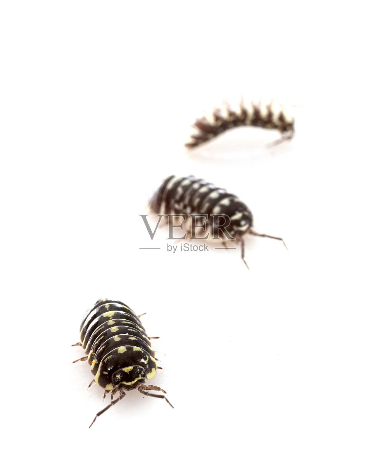 Armadillidium maculatum在演播室照片摄影图片