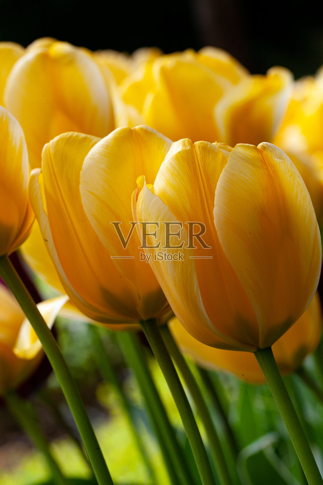 一组黄色郁金香的宏观视图照片摄影图片