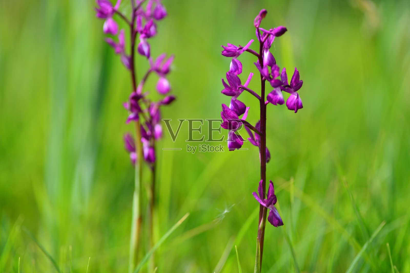 泽兰,英国照片摄影图片