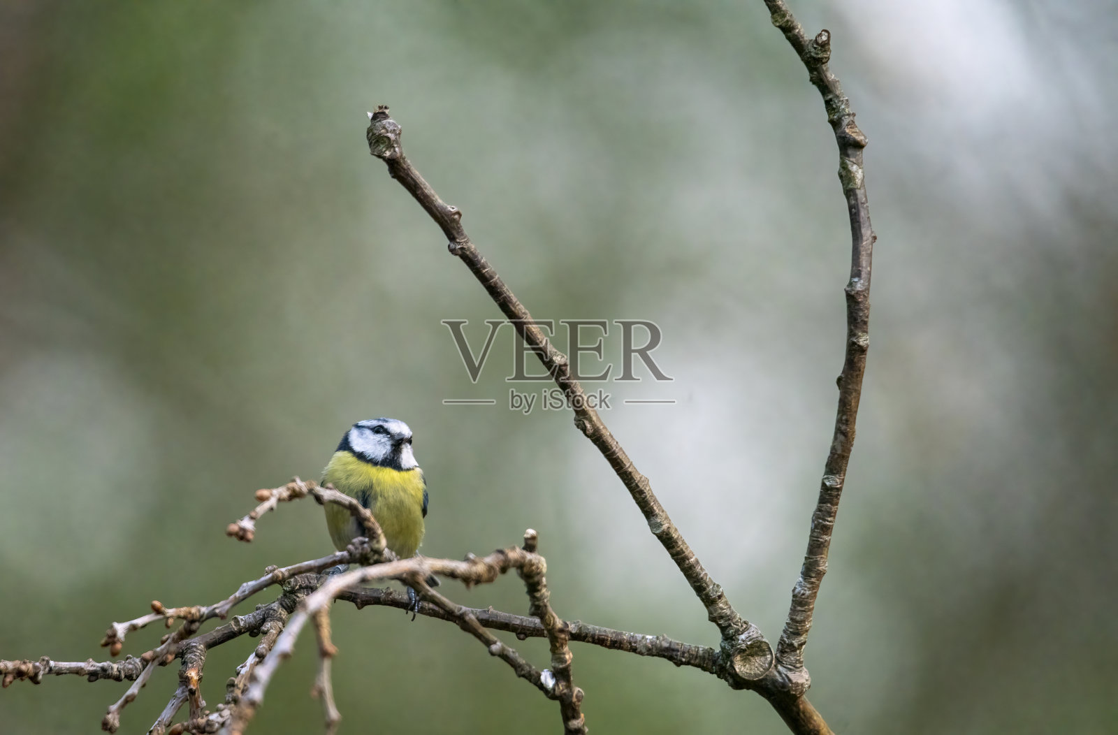 树上的蓝山雀照片摄影图片