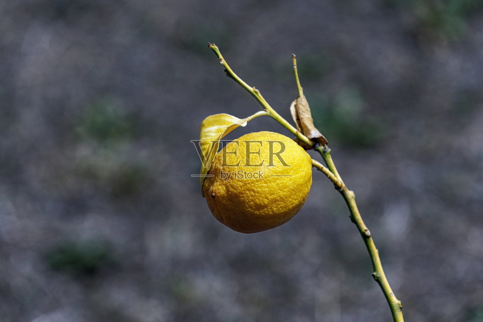特写树上挂着一个新鲜的橙子照片摄影图片