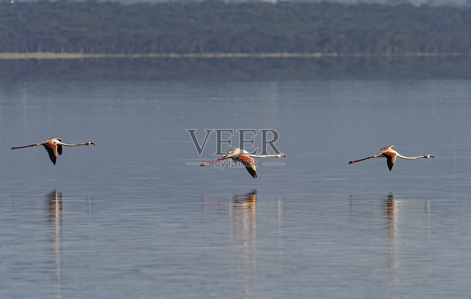 大火烈鸟(Phoenicopterus roseus)是火烈鸟科中分布最广的物种。纳库鲁湖国家公园，肯尼亚。照片摄影图片