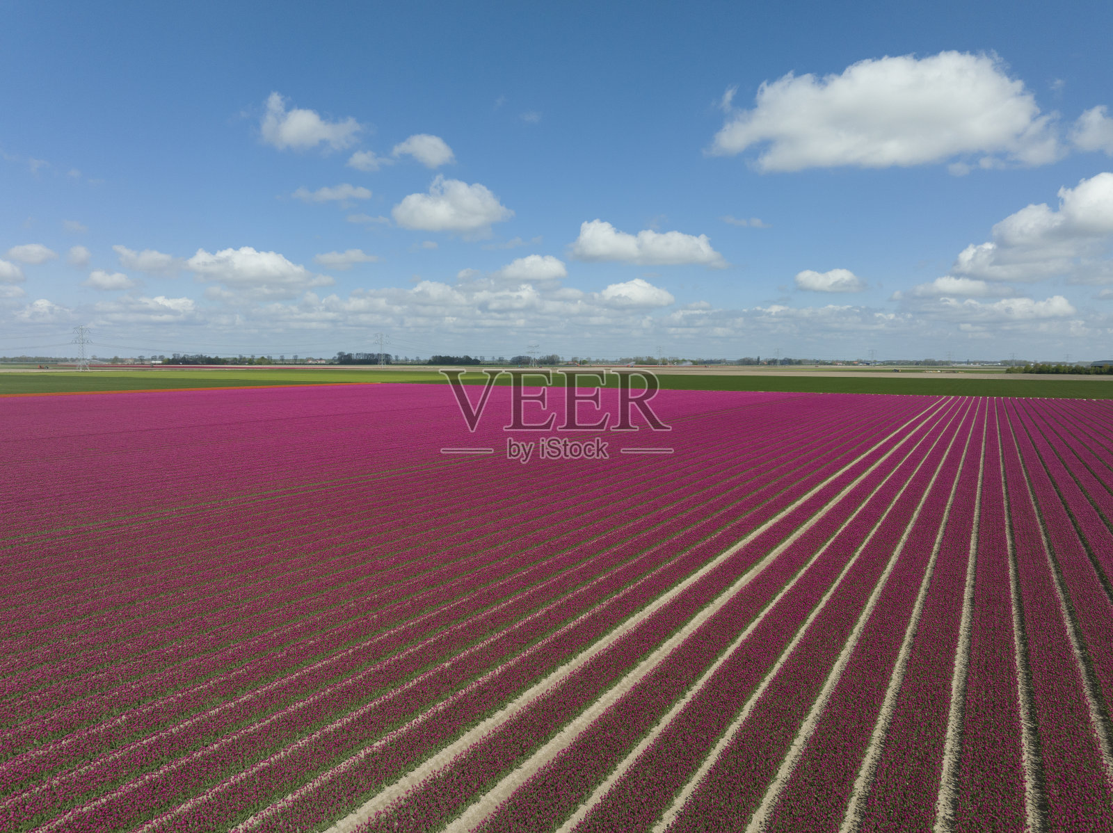 从上面看，春天郁金香在农田里生长照片摄影图片