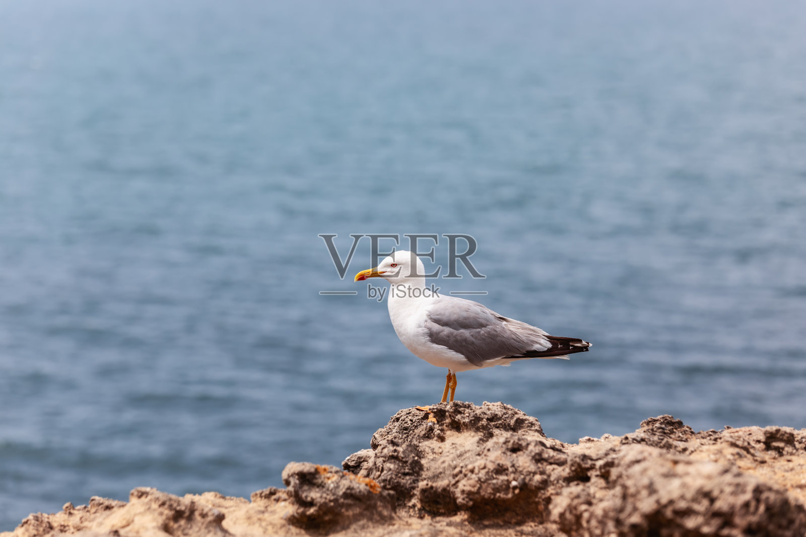 银色孤独整齐的海鸥在比斯开湾岩石的侧面，背景是模糊的大海照片摄影图片