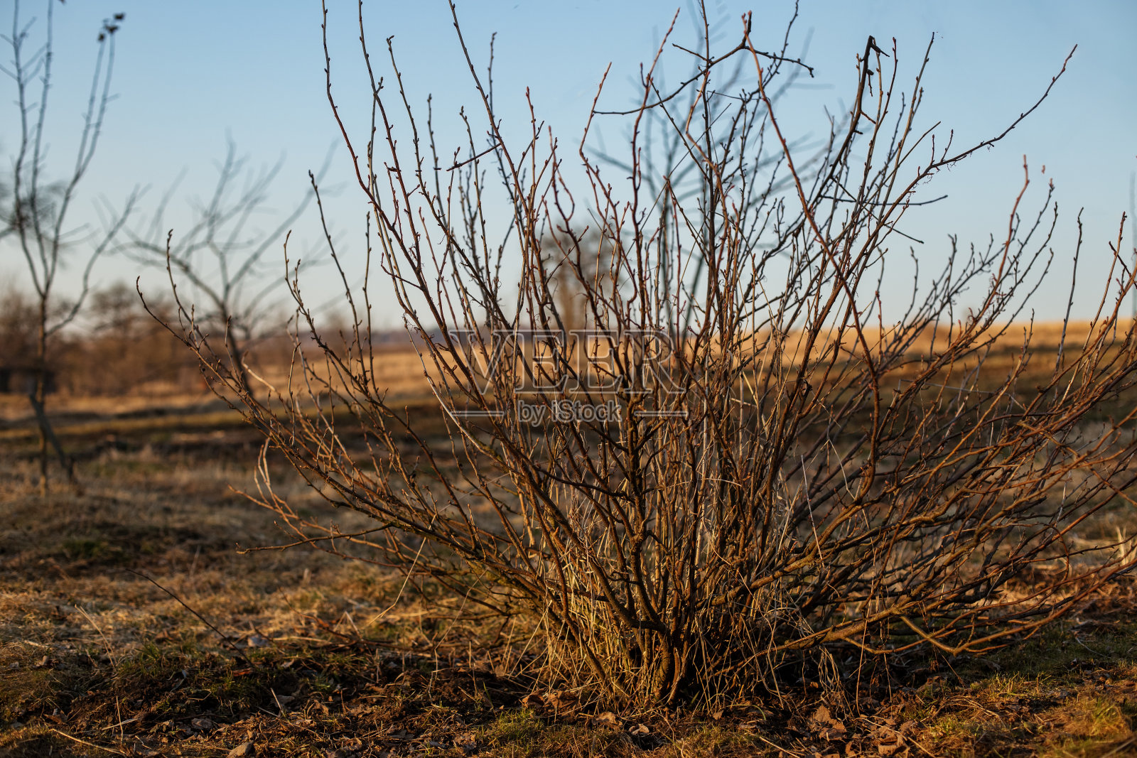 在蓝天的背景下，棕色的树枝没有叶子的灌木的特写照片摄影图片
