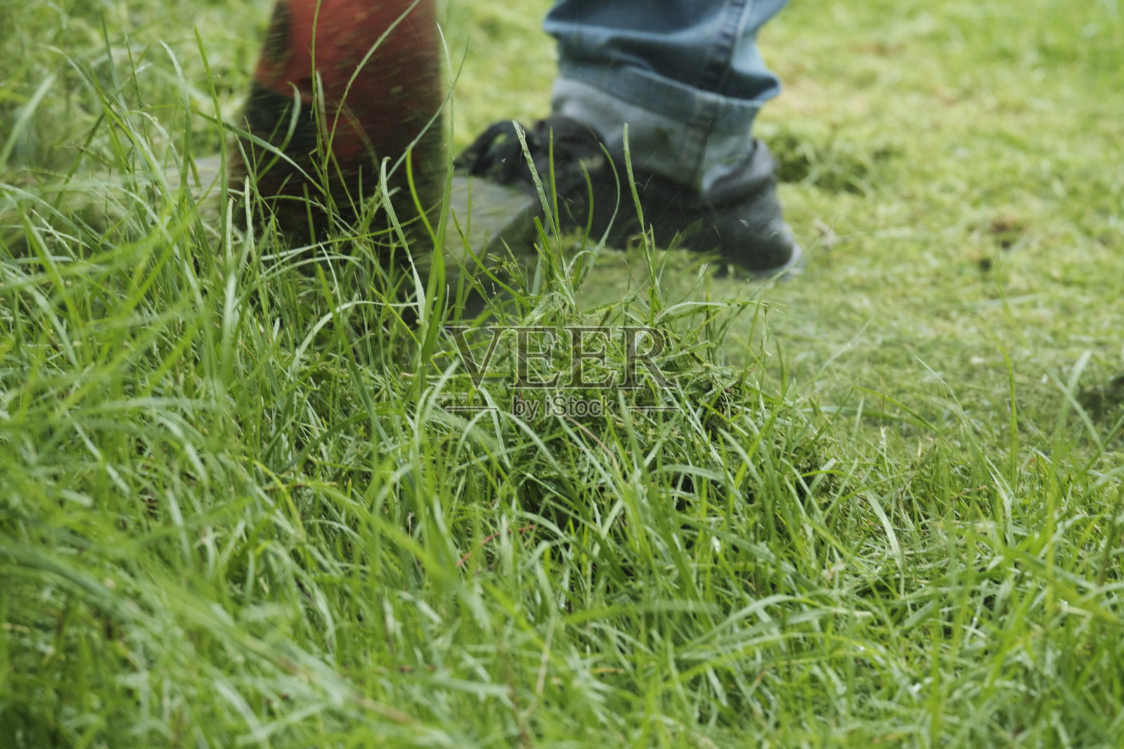 园丁用电动割草机修剪草坪上杂草丛生的草坪。照片摄影图片