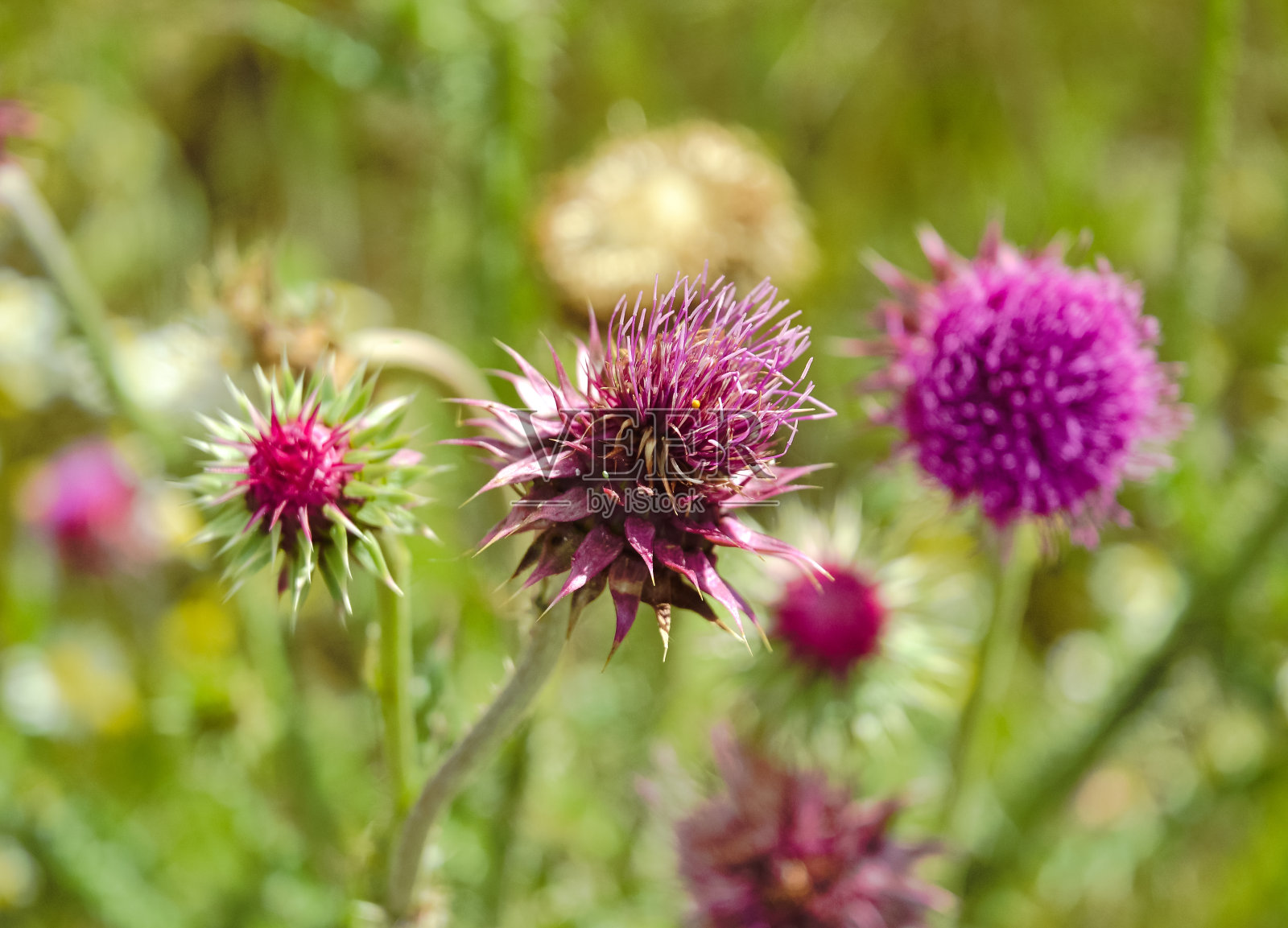 特写的蓟花在一个茎茂密的绿色草地上对其他蓟花的背景照片摄影图片