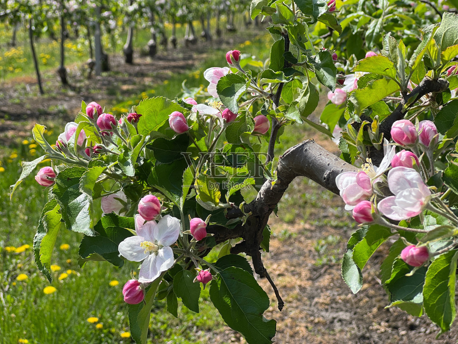 春天苹果花园开花。果园里盛开的苹果树。照片摄影图片