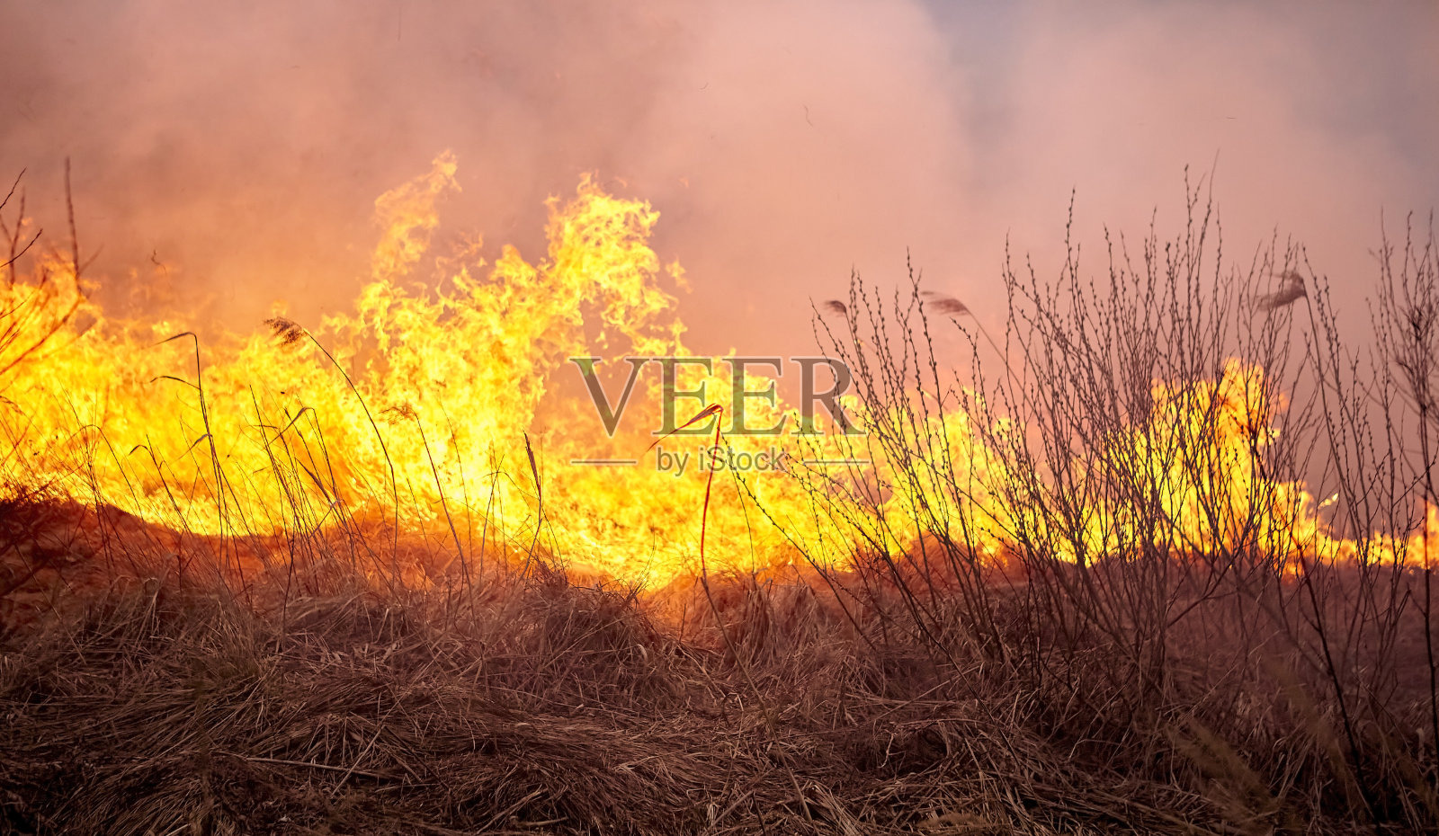 在花园里燃烧老干草。在田野上燃烧干草。森林大火。照片摄影图片
