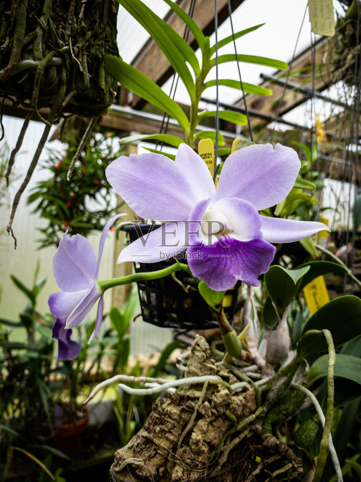 紫色的兰花照片摄影图片