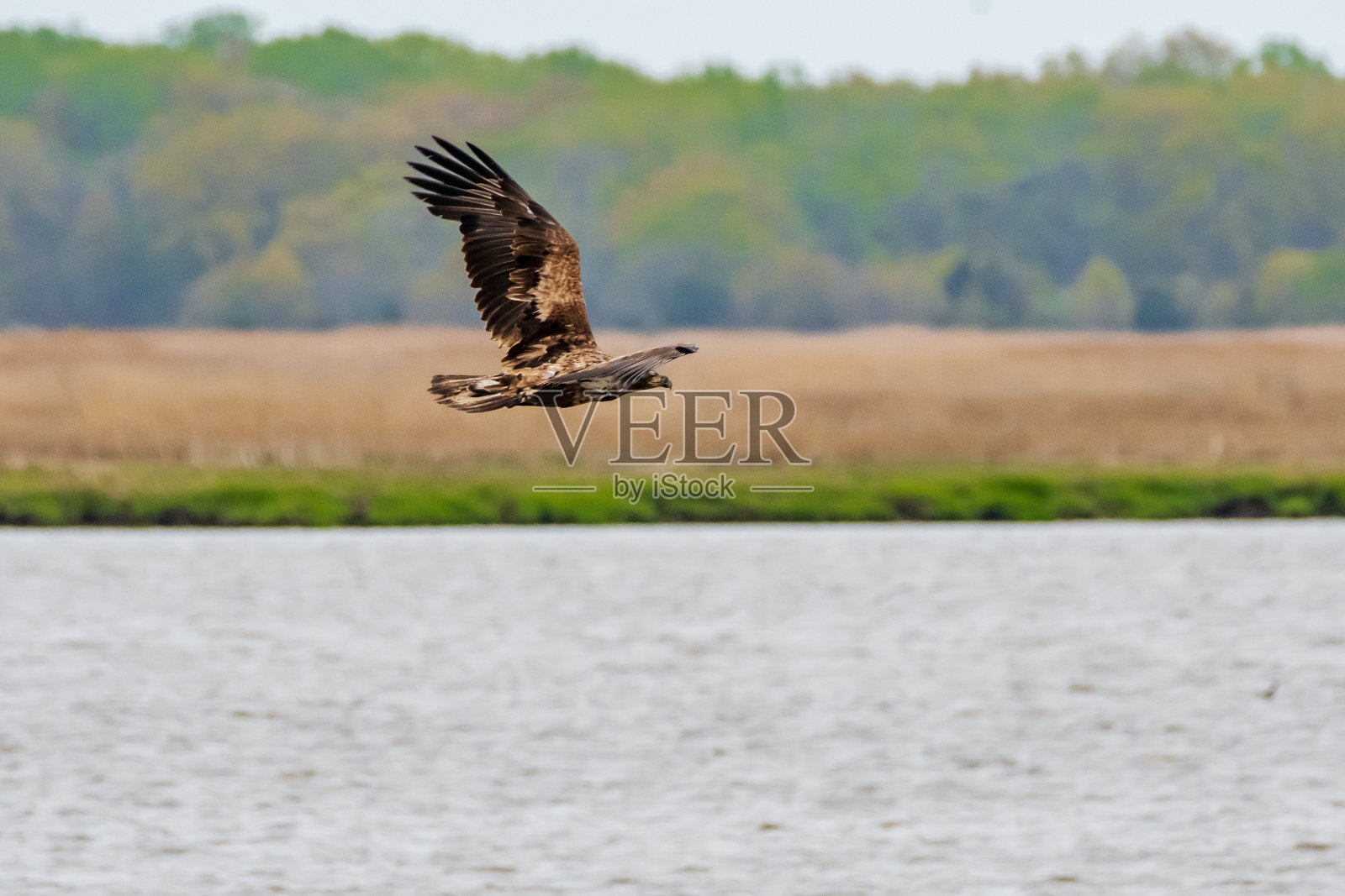 飞行中的幼秃鹰照片摄影图片