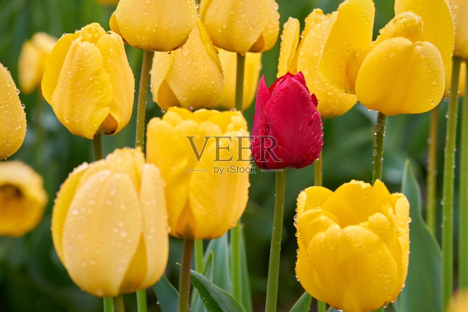 单瓣红色郁金香，中间有黄色照片摄影图片