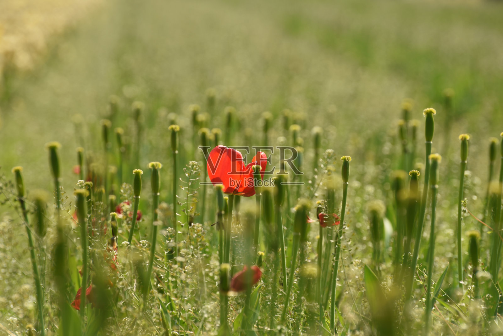 花园里孤独的红郁金香照片摄影图片