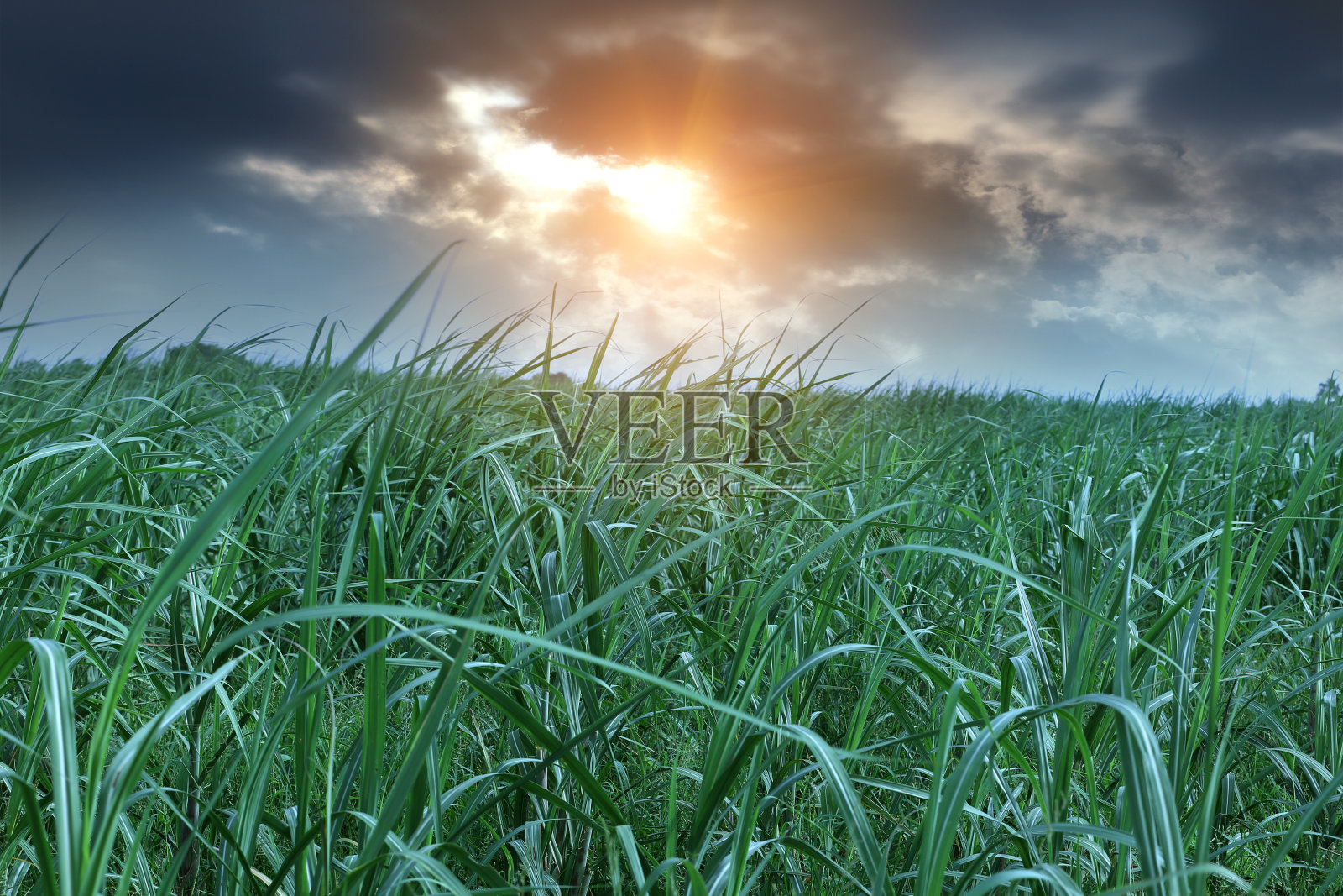 阳光明媚的甘蔗田照片摄影图片