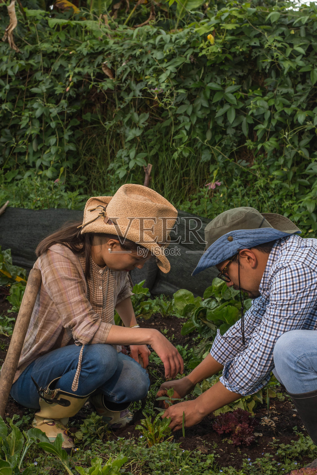 年轻的拉丁夫妇带着帽子照顾果园照片摄影图片