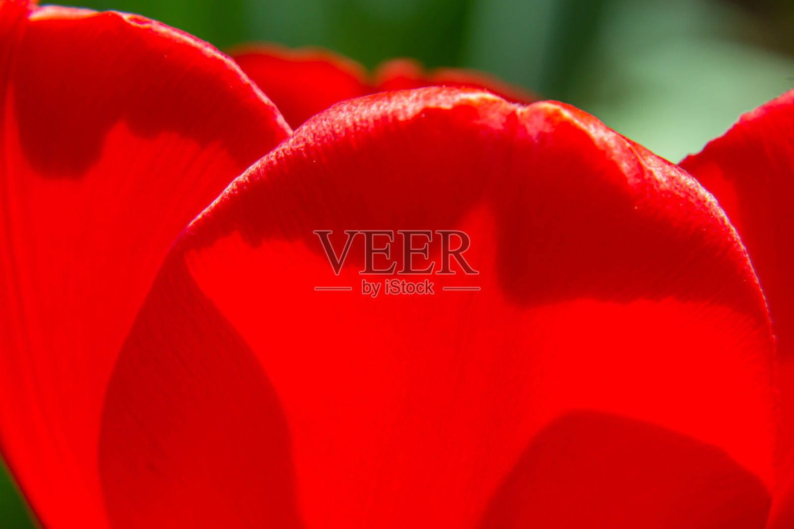 红色盛开的郁金香特写。带有黑色核心和闪亮水滴的红色郁金香花瓣。红色美丽的郁金香背景。从上面的观点照片摄影图片