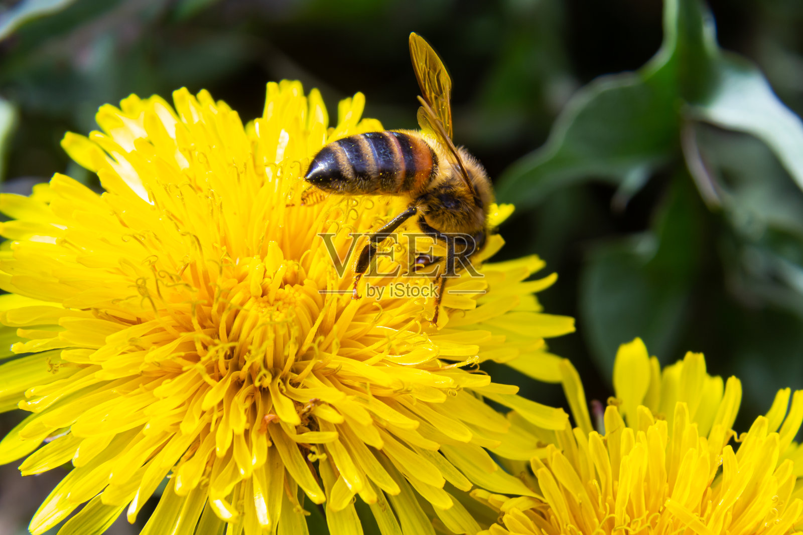小白种毛茸茸的野生蜜蜂在黄色蒲公英花在草地上的特写照片摄影图片