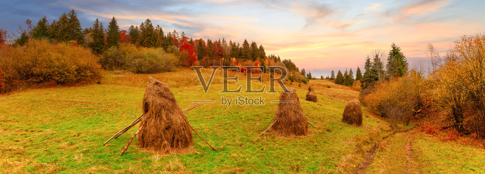 浓雾笼罩着山谷和森林。雄伟的秋天的风景。长着橙色叶子和金色草的桦树。位置位置喀尔巴阡国家公园，乌克兰，欧洲。照片摄影图片