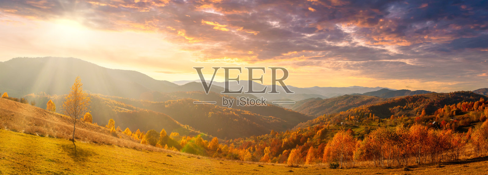 乌克兰。温暖的秋天在一个村庄。风景如画的山毛榉、白桦林和松树林，以及以Synevyr Pass山脊为背景的husul房屋，在晴朗的一天过后，呈现出明亮的色彩，非常美丽。照片摄影图片