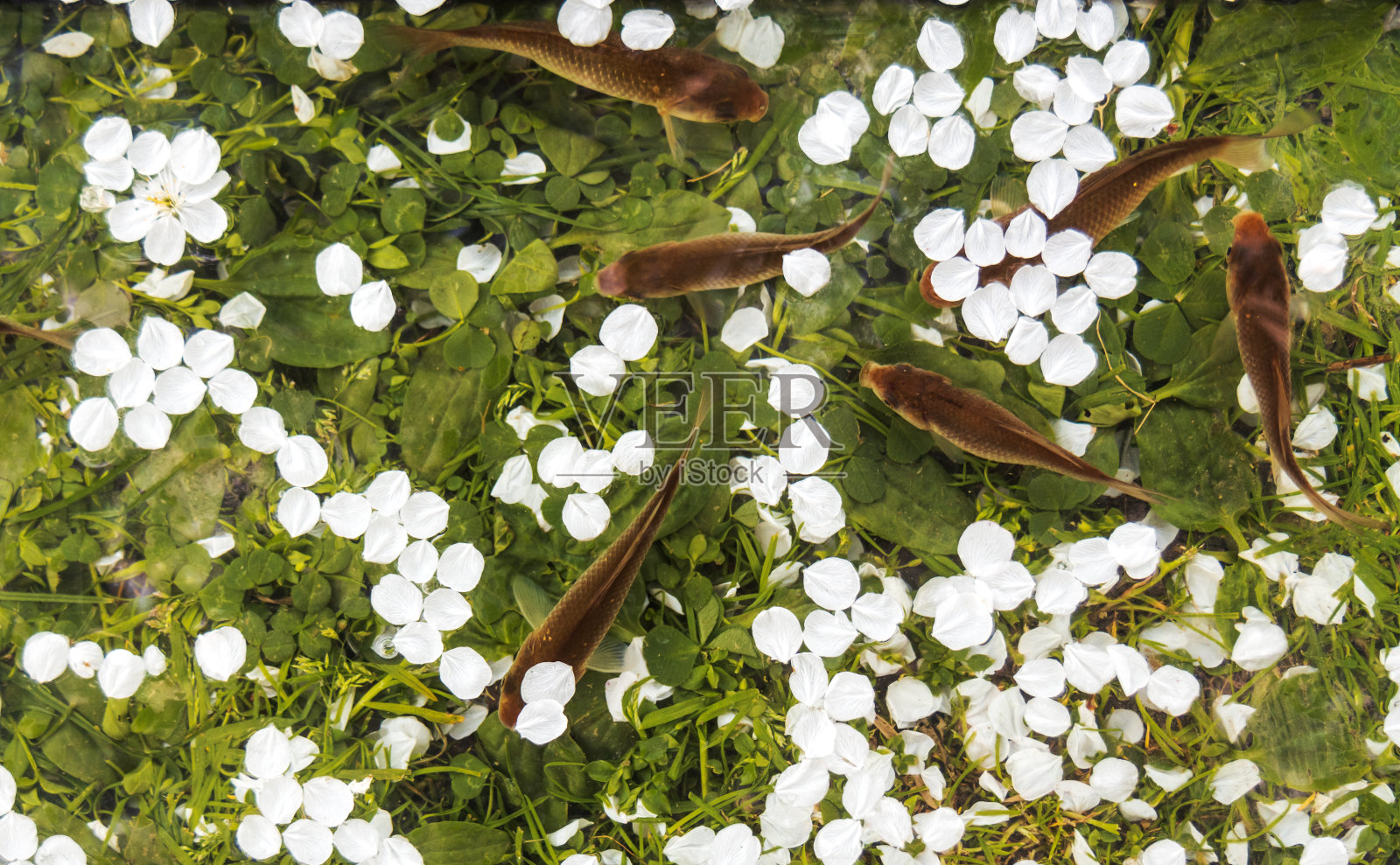 清澈的池塘里的鱼，水面上有樱桃花瓣照片摄影图片