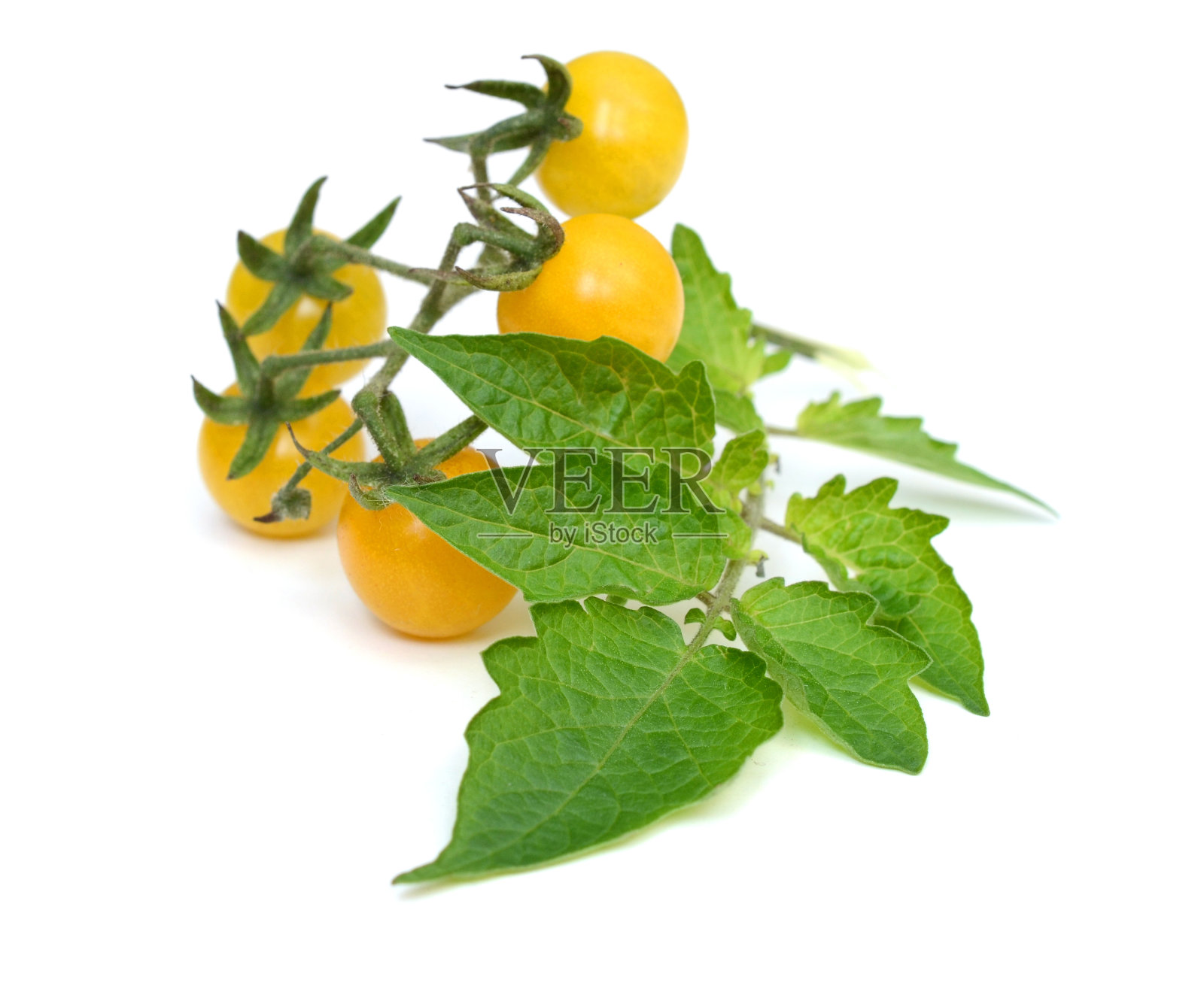 小黄樱桃番茄照片摄影图片