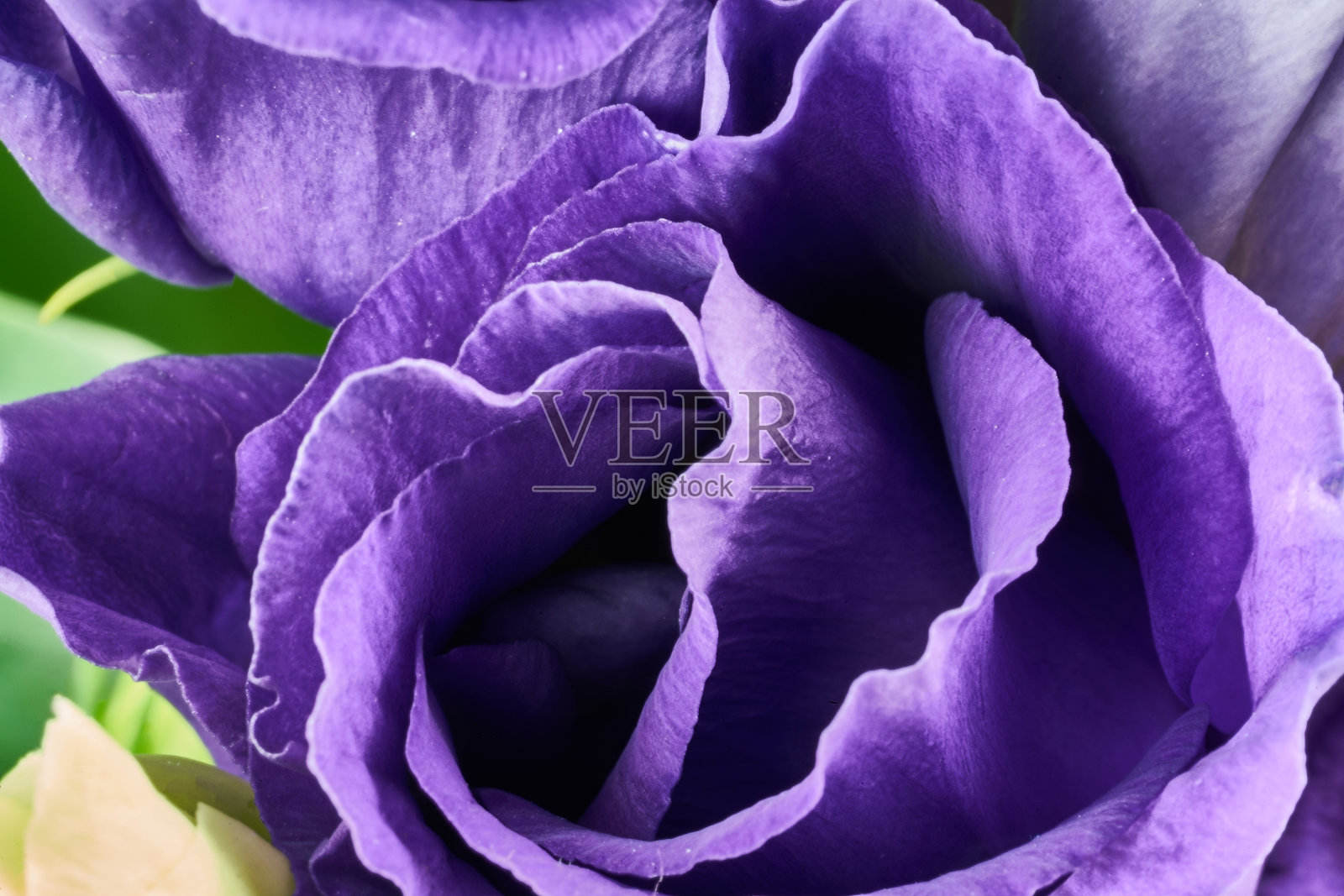 紫罗兰花近距离特写。照片摄影图片