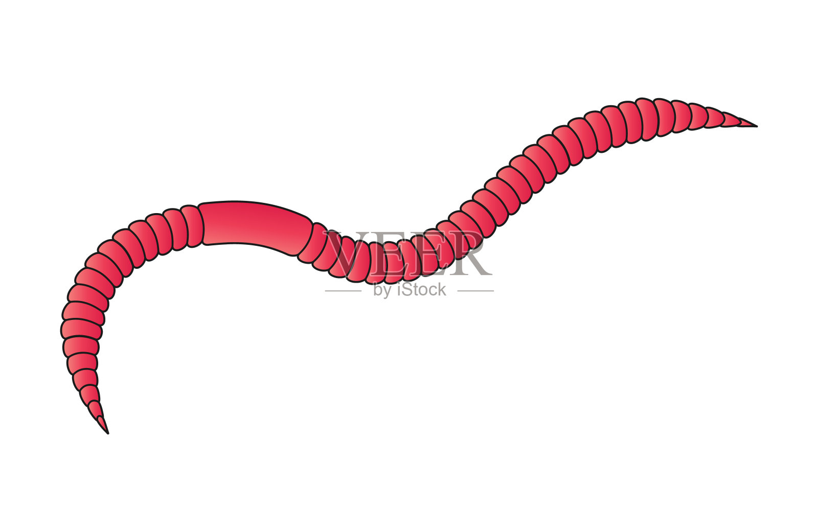 蠕虫矢量插图图像。插画图片素材