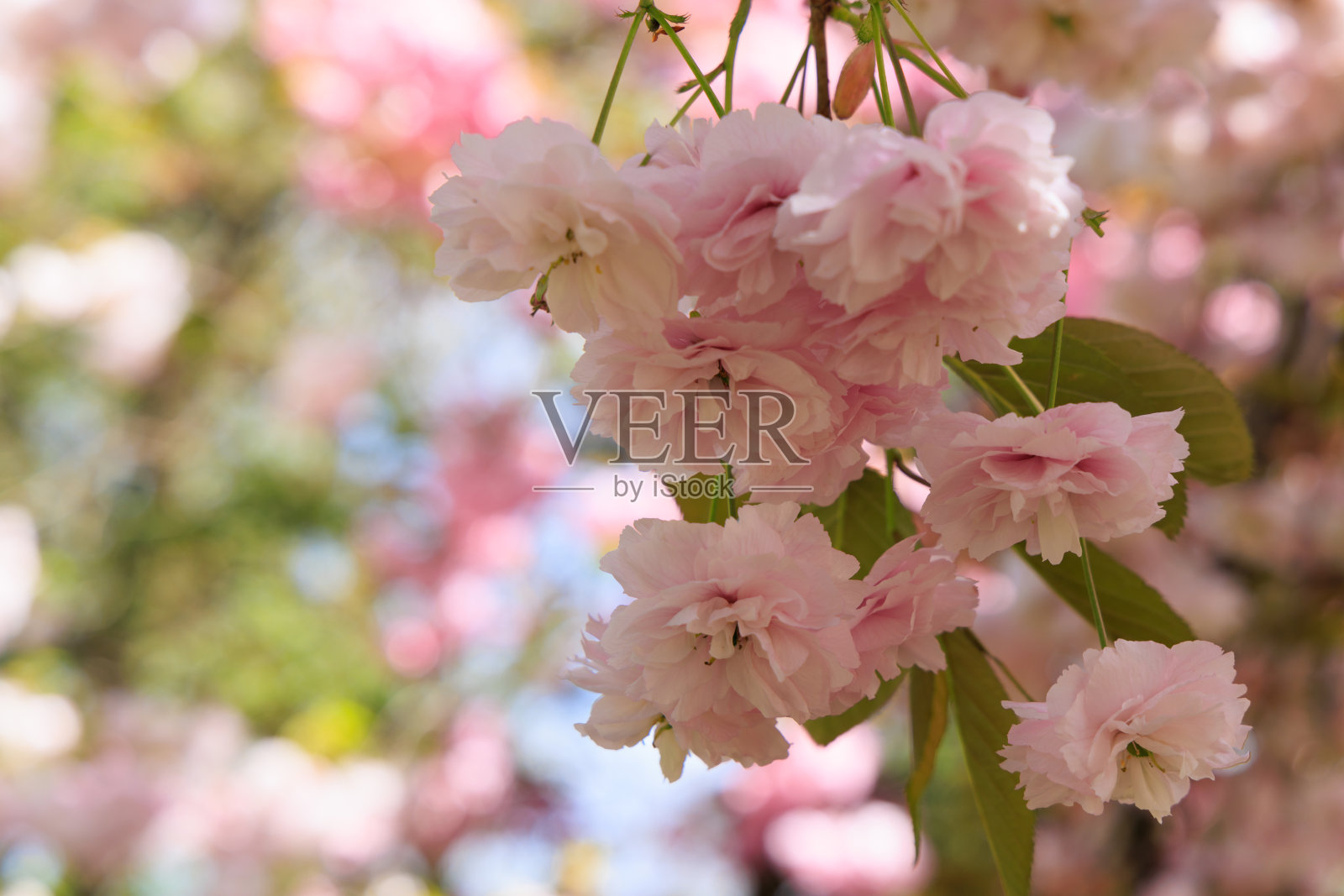 背景与盛开的樱桃树照片摄影图片