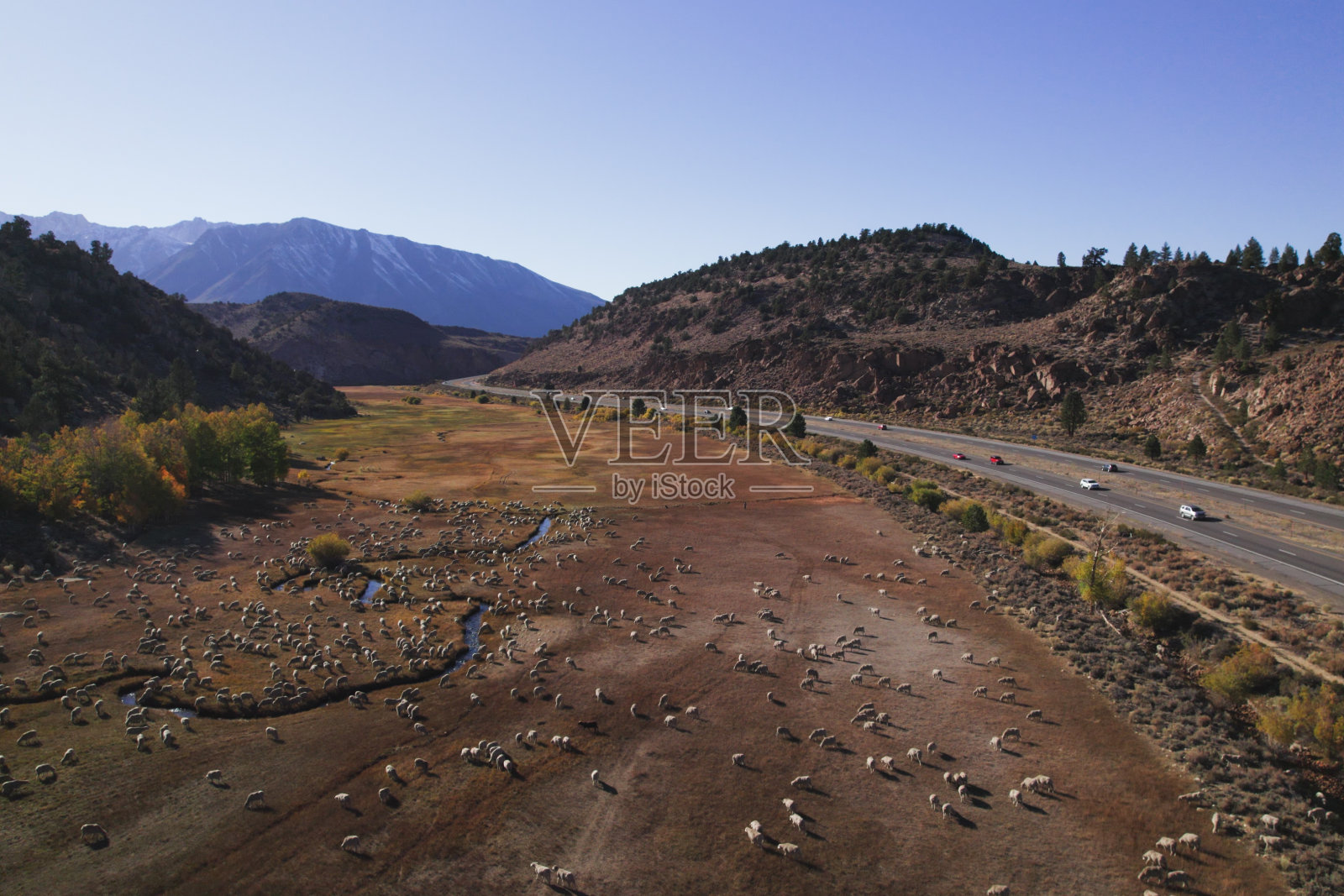 加州高速公路附近的羊群照片摄影图片