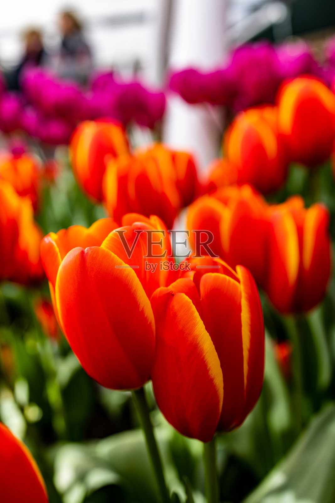 橙色郁金香关闭照片摄影图片