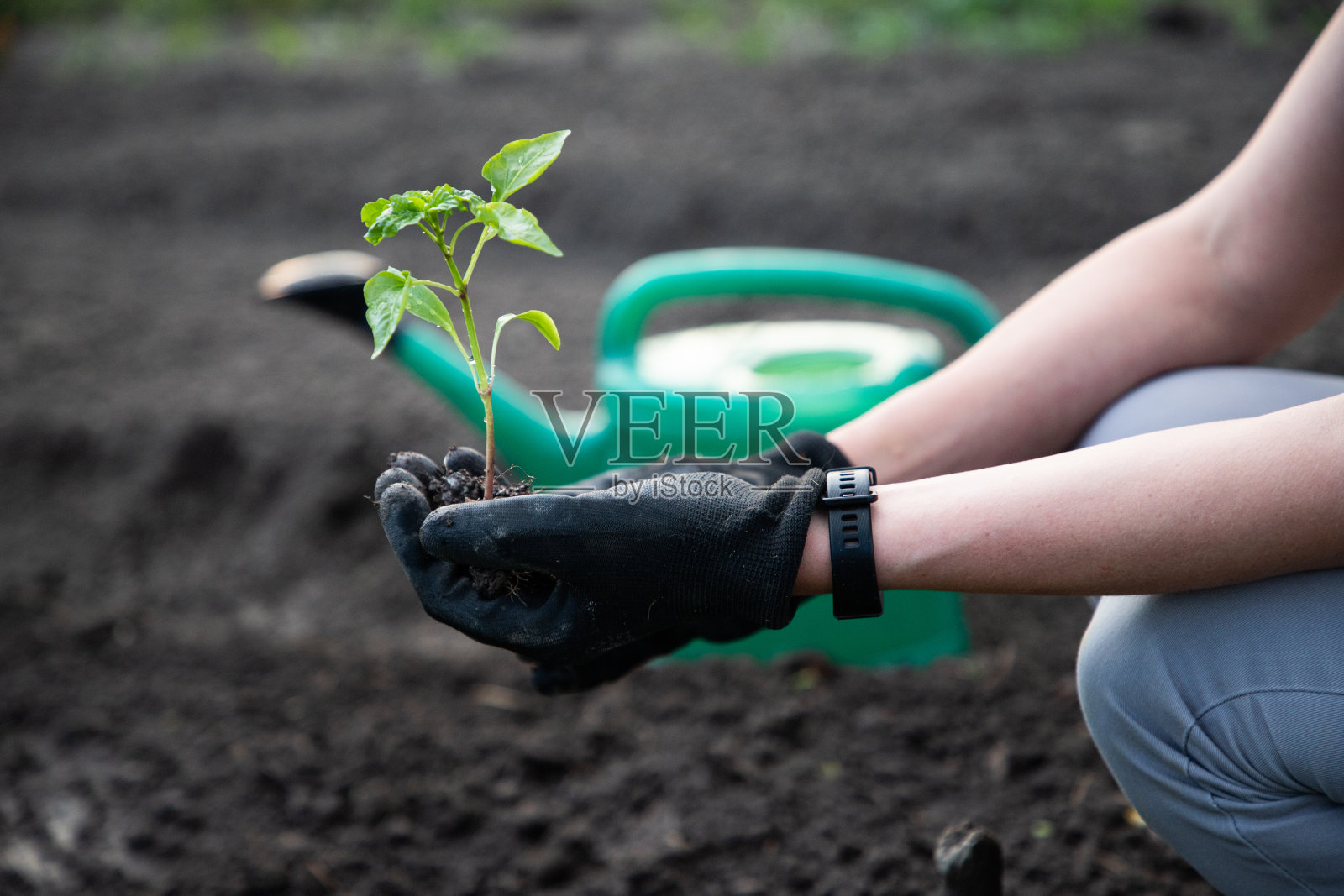 在花园里种番茄苗的女人照片摄影图片