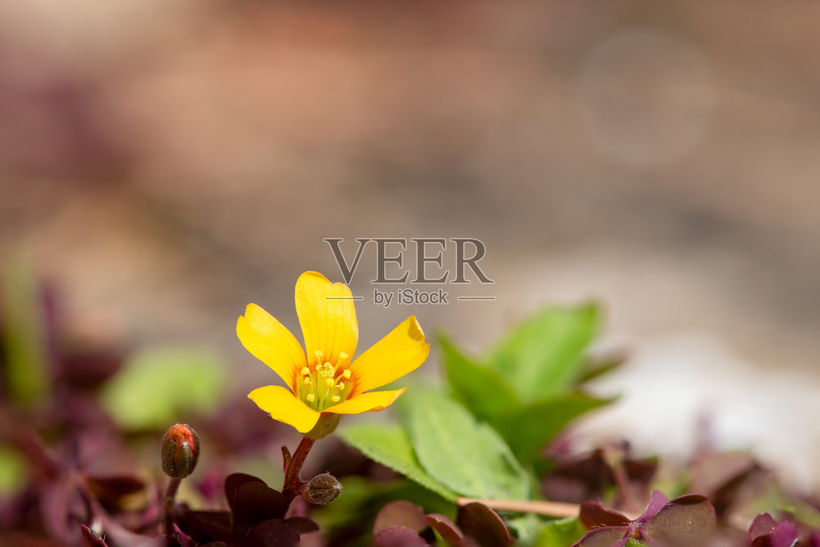 酢浆草(酢浆草)花照片摄影图片