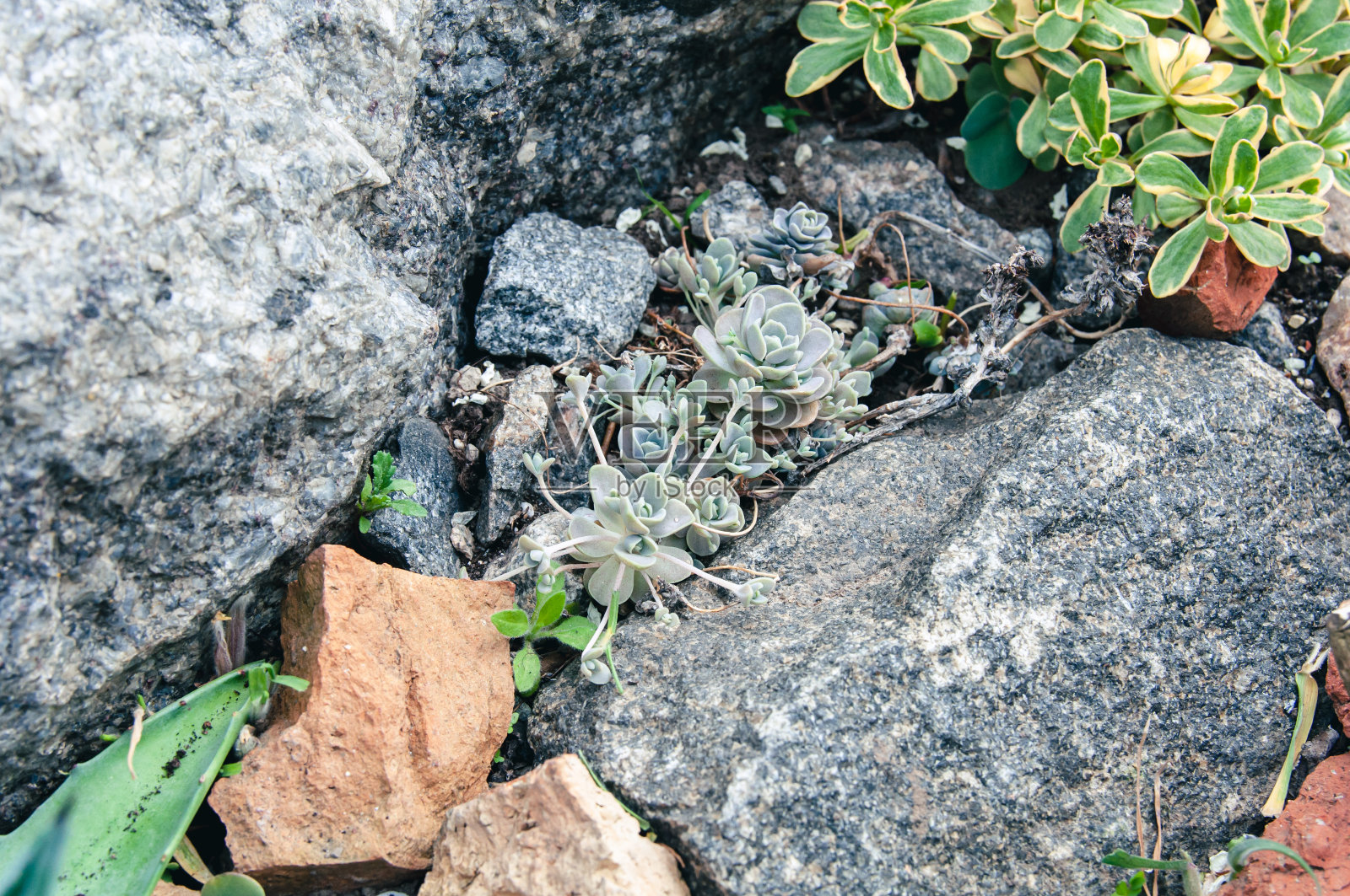 多汁的植物照片摄影图片