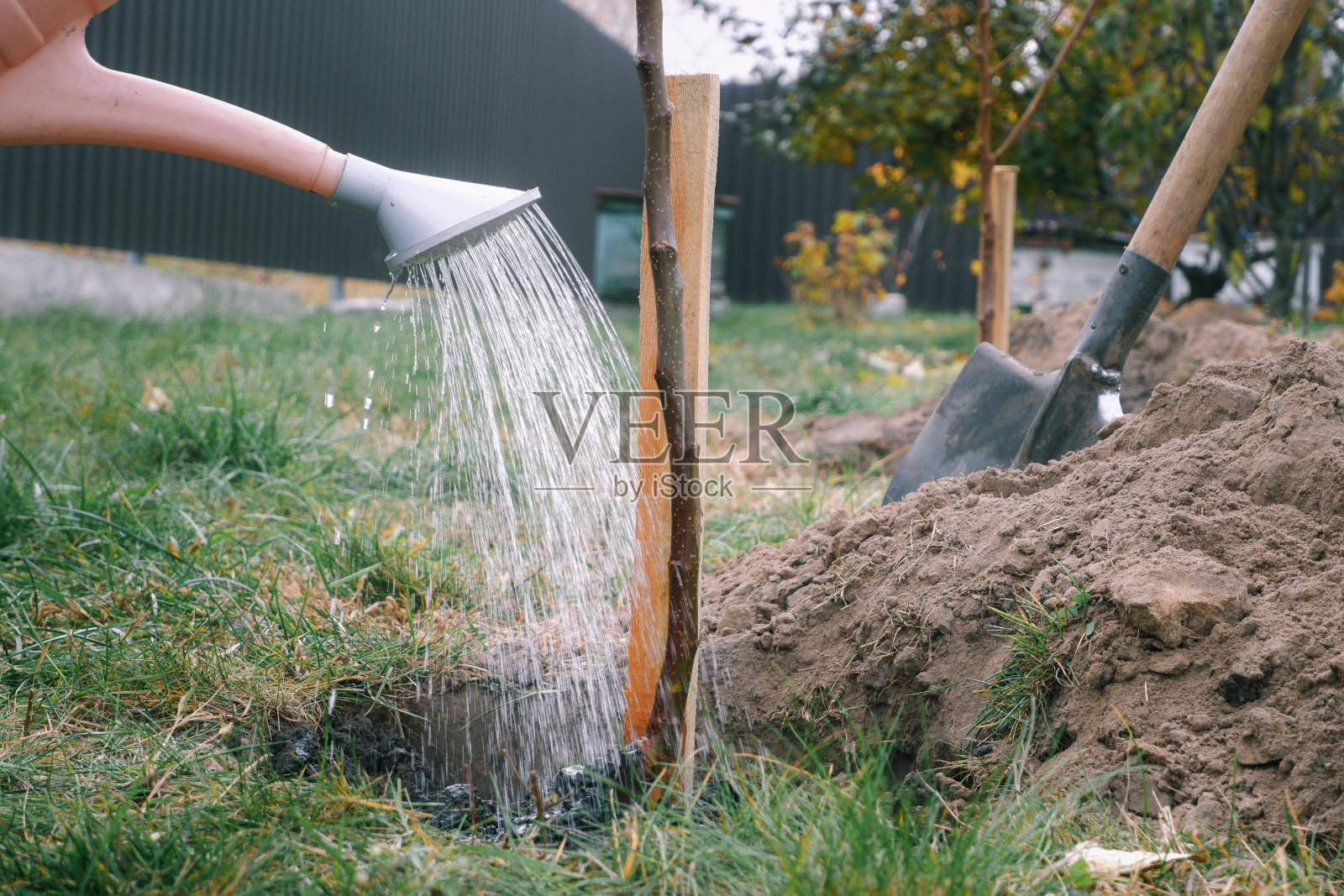 园艺活动的人。志愿者种树。女孩在花园里种果树，双手用铁锹挖地，构思自然、环境和生态照片摄影图片