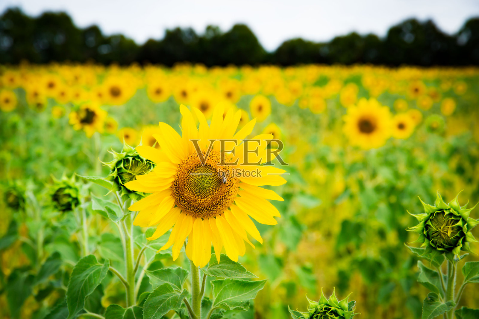 黄色向日葵在原来的向日葵农场澳大利亚维多利亚照片摄影图片