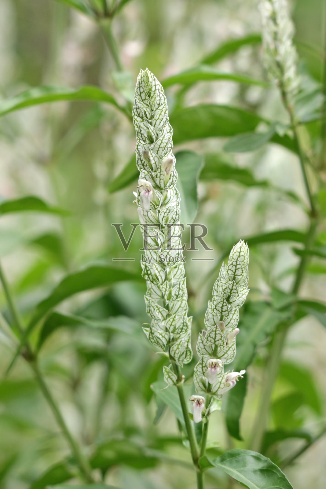 拉长的白色花梗生长照片摄影图片