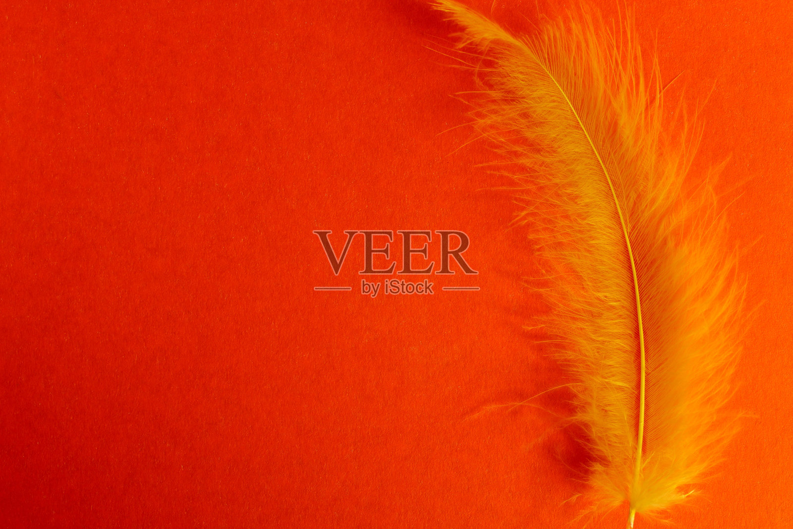 红色背景上的黄色空中鸟羽照片摄影图片