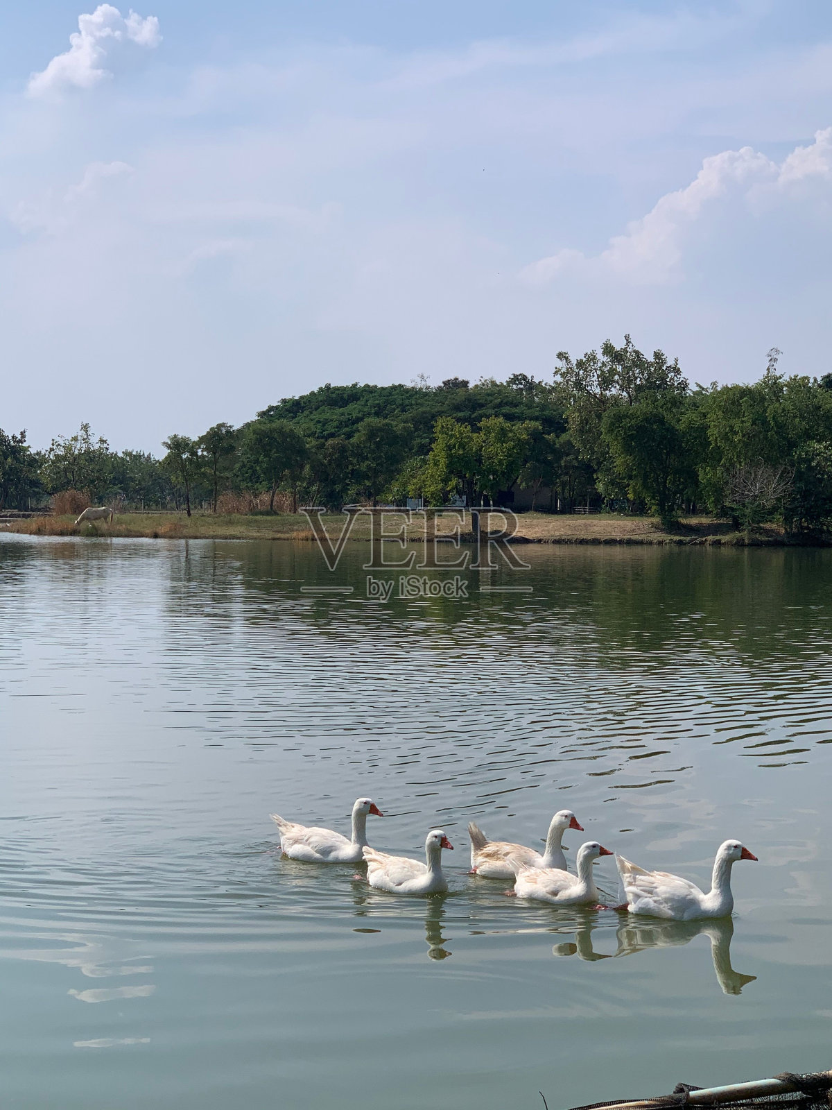 一群白鹅在运河里游泳。照片摄影图片