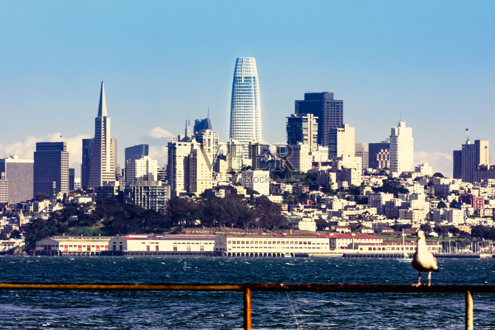 旧金山湾的海鸟照片摄影图片