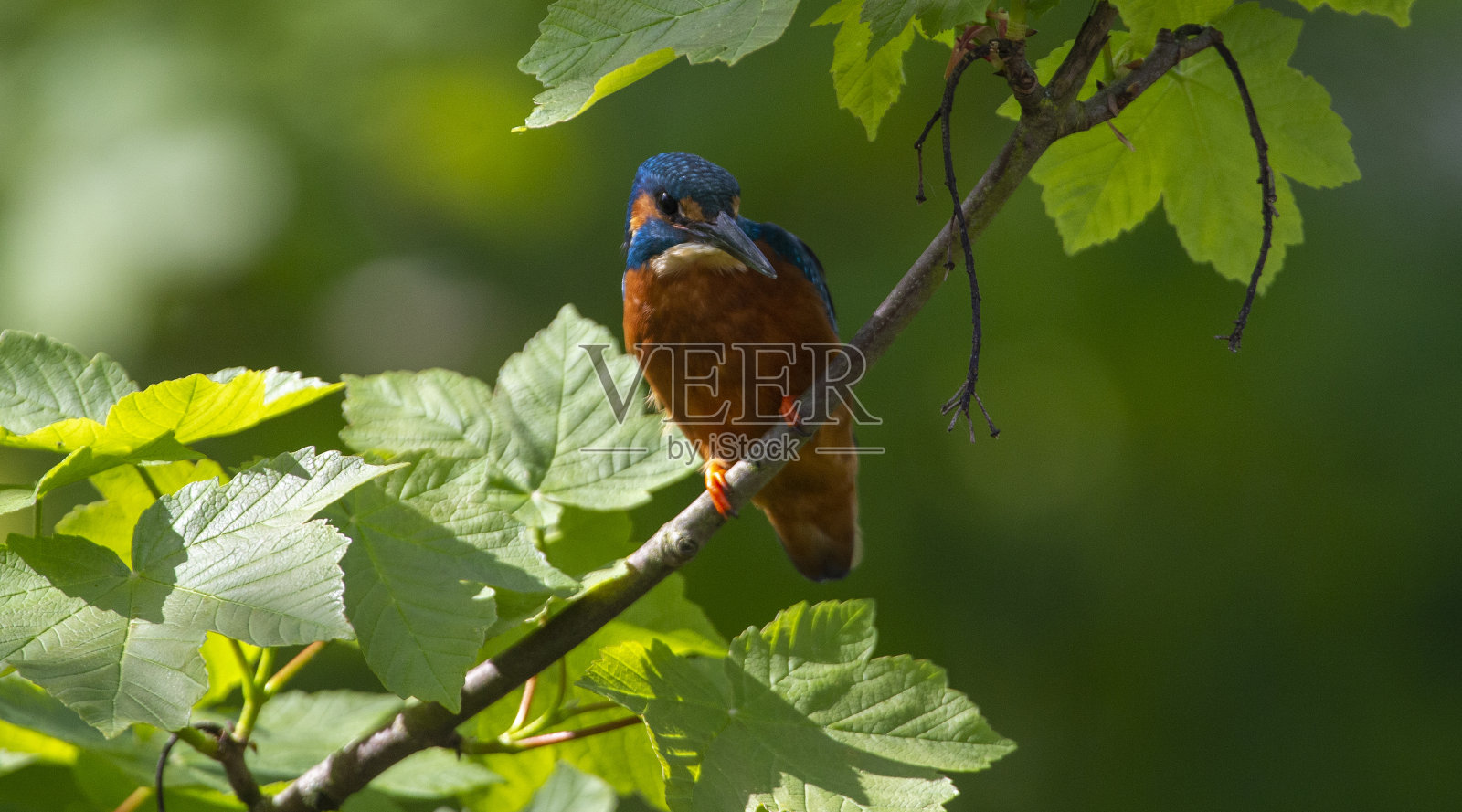 翠鸟照片摄影图片