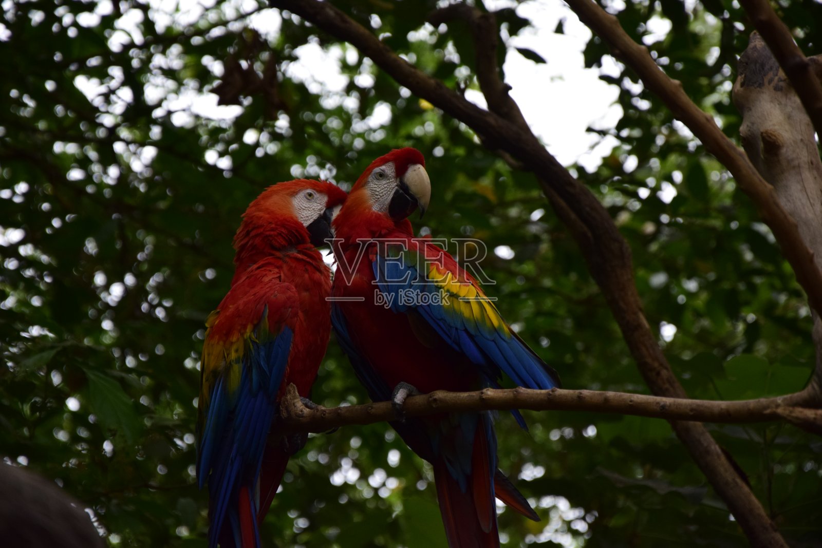 红色和蓝色金刚鹦鹉，位于瓜亚基尔郊区的历史公园，美丽的鸟类。照片摄影图片
