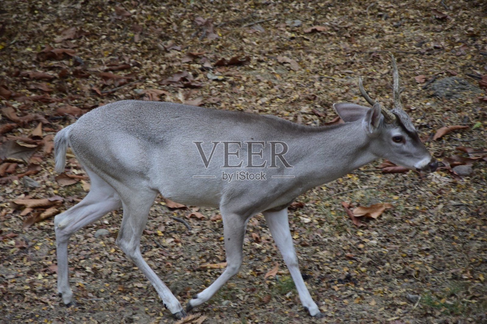 厄瓜多尔瓜亚基尔历史公园的狍照片摄影图片