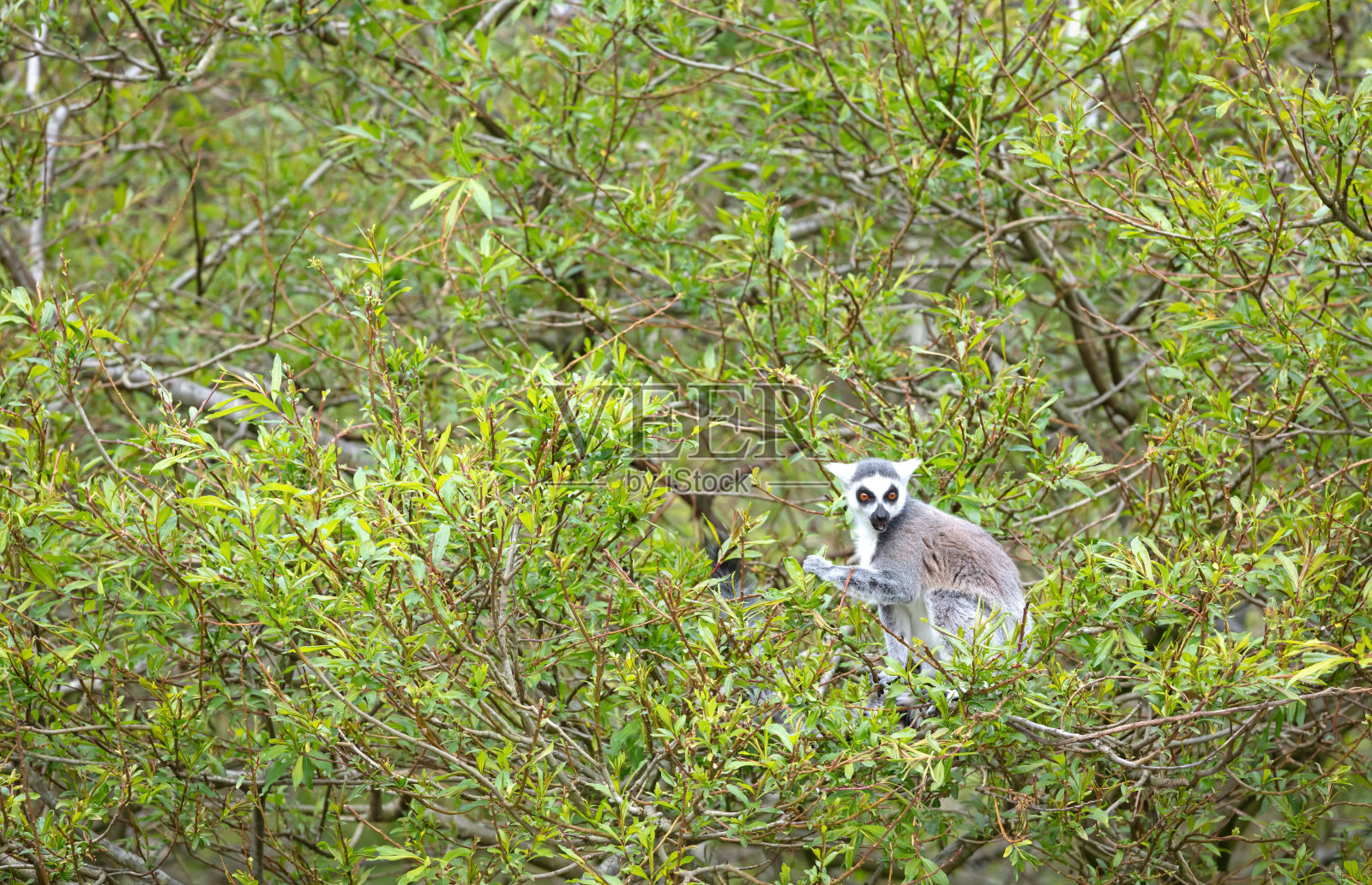 狐猴(Maki)在树上吃东西照片摄影图片